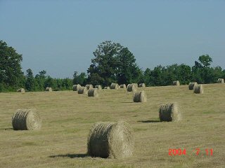 Loading photo of round bales in the field...