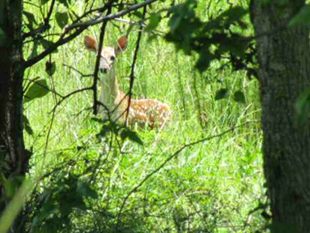 Loading photo of fawn...