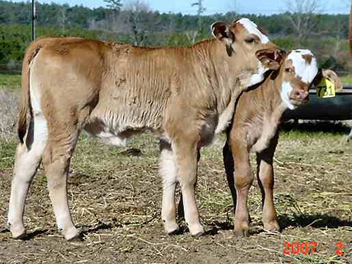 Loading photo of calves...